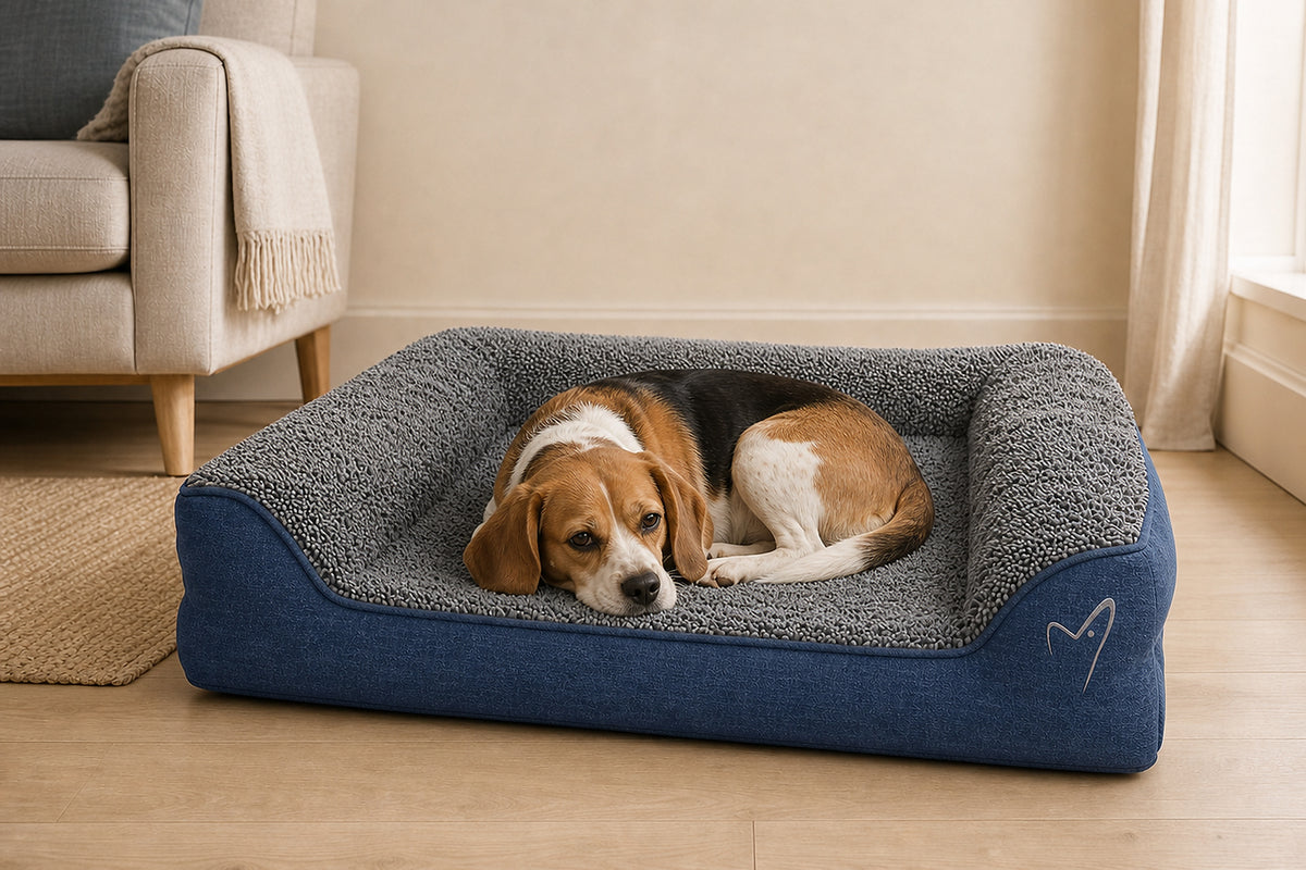 Loyal & Grey Orthopaedic Egg-Crate Dog Bed, Blue, lifestyle photo